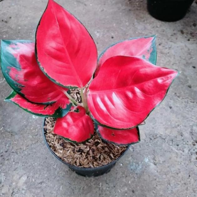 ✮ // aglonema suksom jaipong anakan ➻