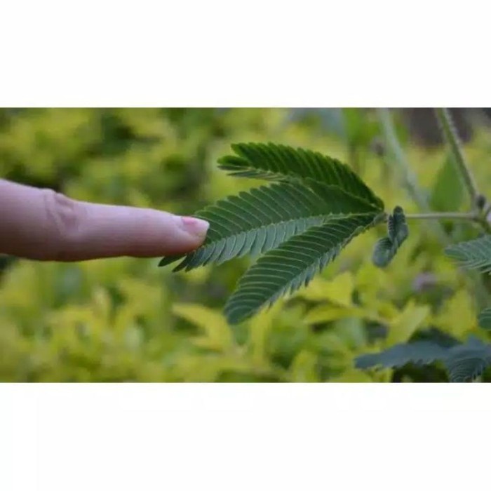 

Tanaman putri malu segar 500 gram