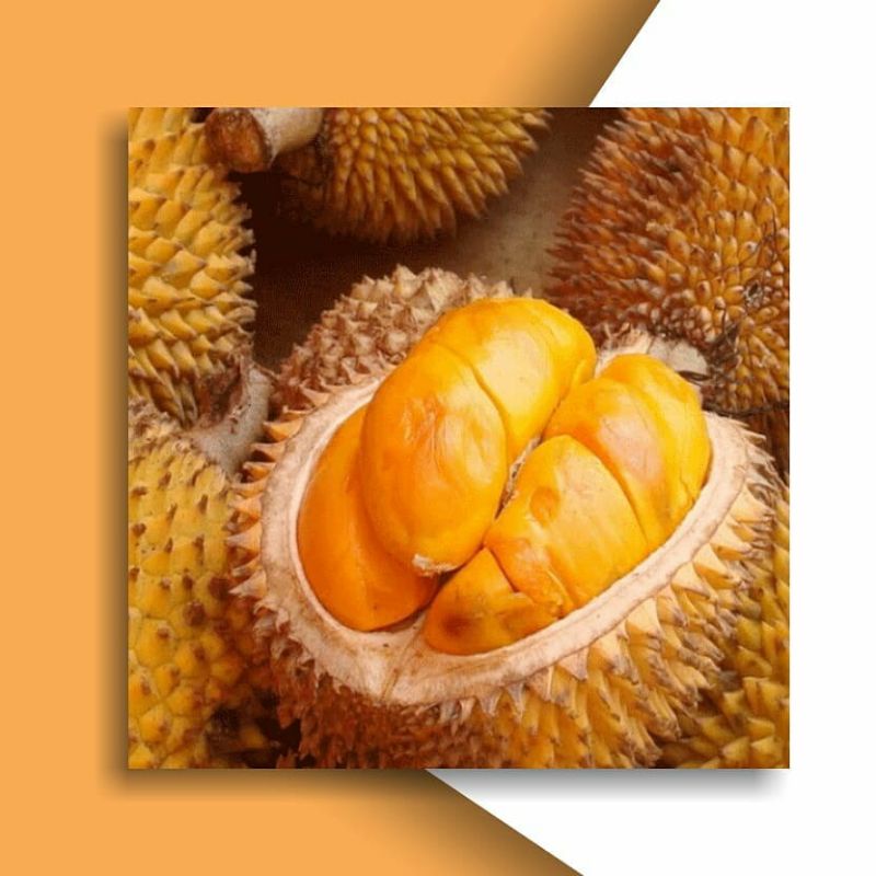 Bibit Durian Lay Batang Besar Ukuran 1 Meter Siap Berbuah