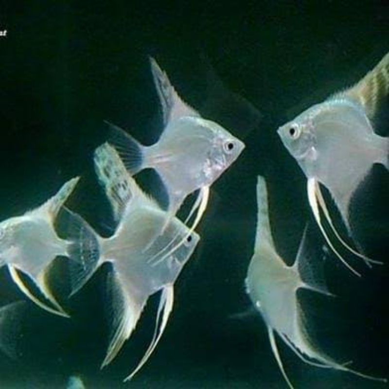 Manfish ikan platinum