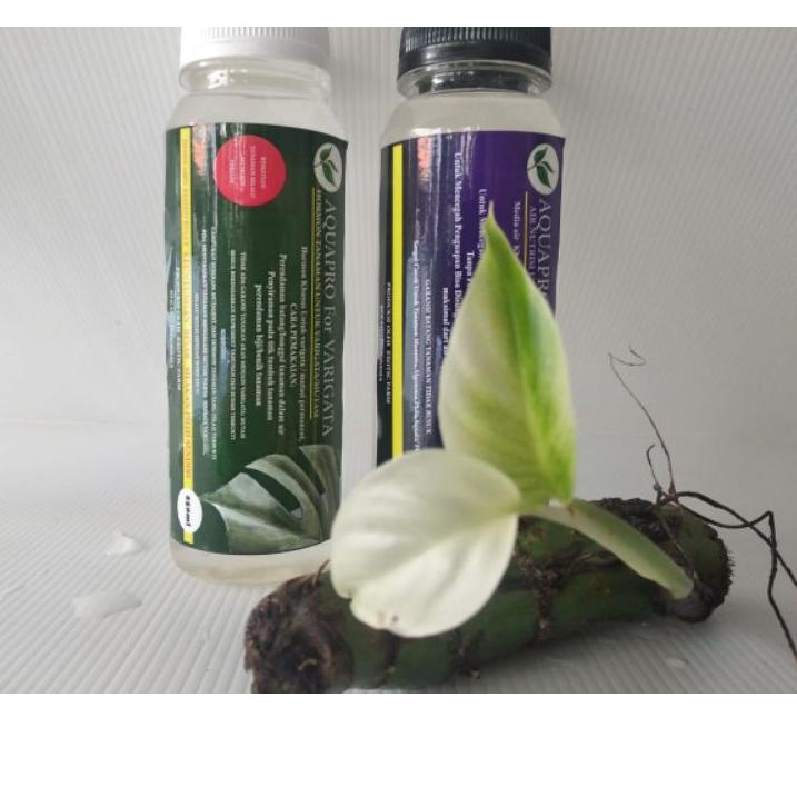 ♣ HORMON VARIEGATA Aquapro (paket) TANAMAN HIAS MONSTERA ☁