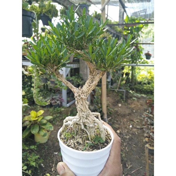 tanaman bonsai boxus rare item siap kontes kelas pemula - TitipBibit