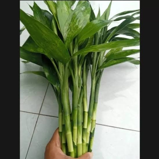 Tanaman bambu hoki Kole panjang 30cm