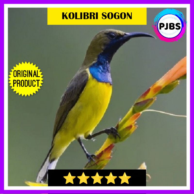 KOLIBRI SOGOK ONTONG SOGON JANTAN bukan konin