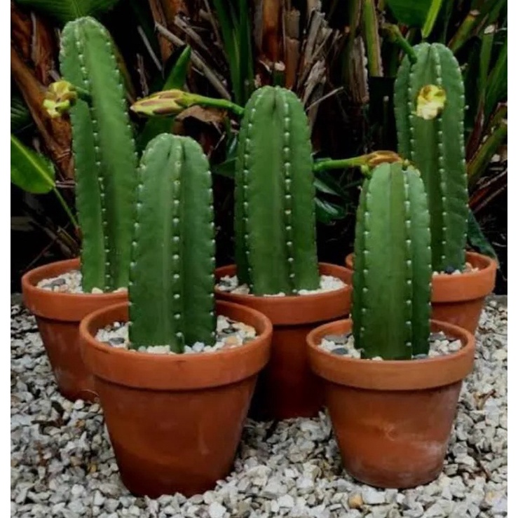 Tanaman kaktus koboi - kaktus belimbing