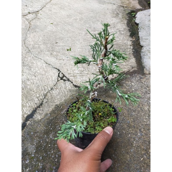 Bonsai Cemara Sinensis