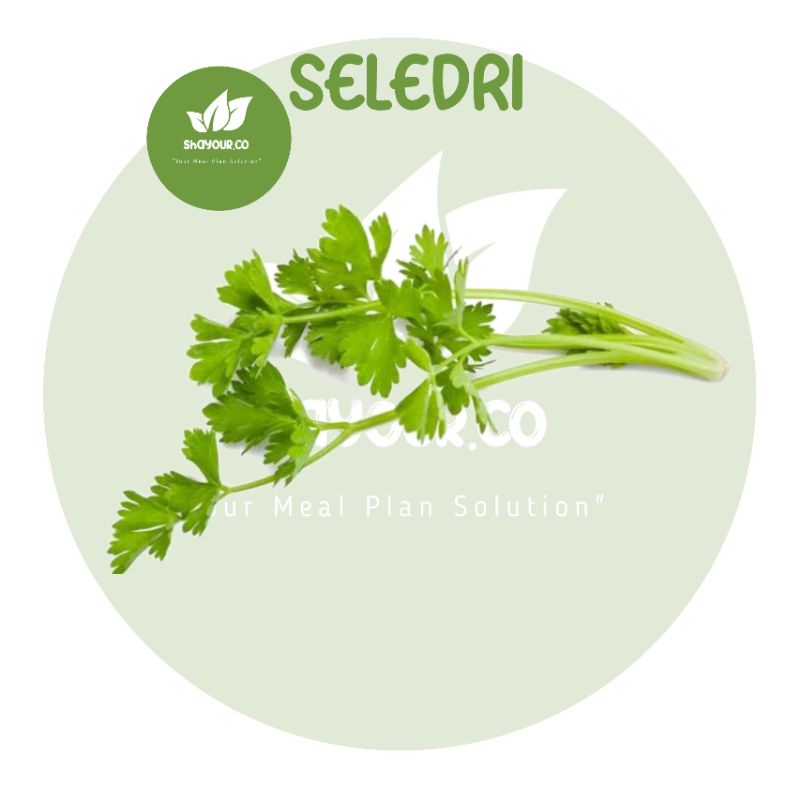 

Seledri / Daun Sop / Sledri - Shayour.co