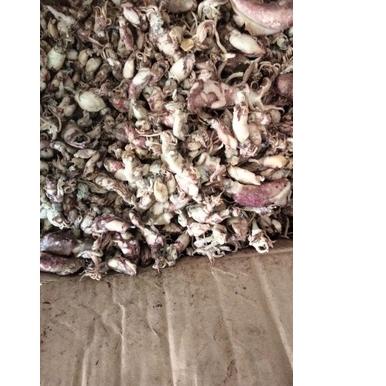 

☎ cumi asin 1kg ♠