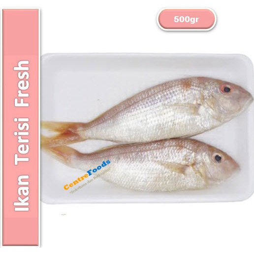 

Ikan Terisi - Kurisi / Kerisi Fresh | 500gr [ Harga Per 0,5 Kg ]