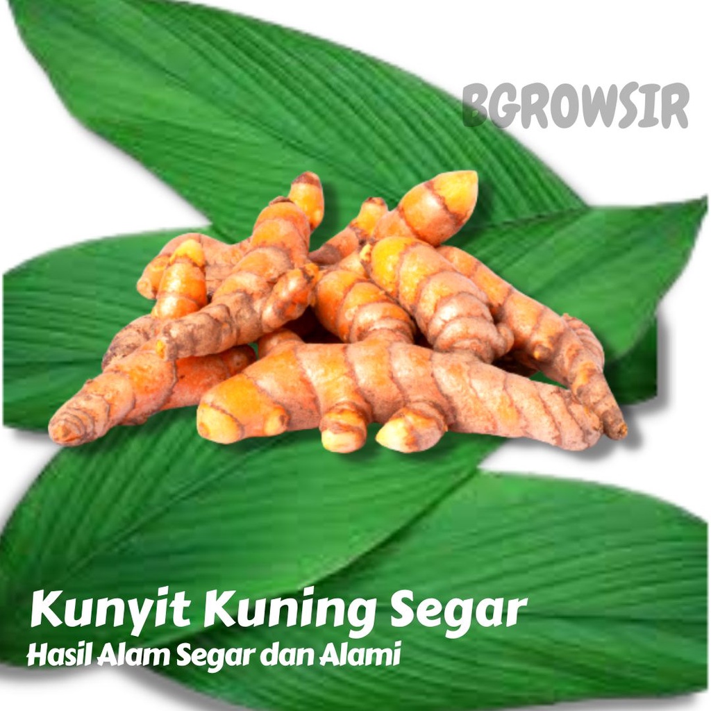 

Kunyit Segar 1KG | Kunyit Bumbu Fresh