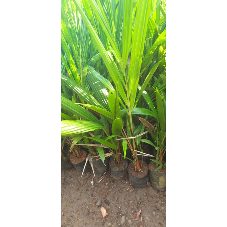 Palem Merah Super 1 Meter Hida bibit Purworejo