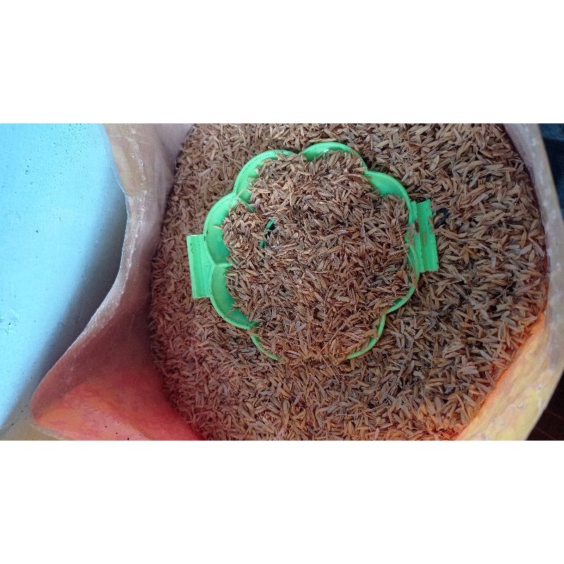 sekam padi 1 kg