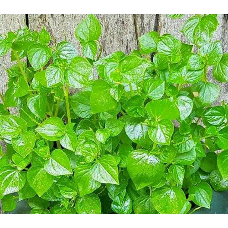 Daun Sirih Cina 1 Kg / Daun Tumpang Air / Tanaman Sirih Cina Ketumpang Air / Daun Sirih Cina Segar /