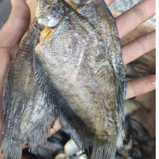

➱ ikan asin sepat medan-500gram ۞