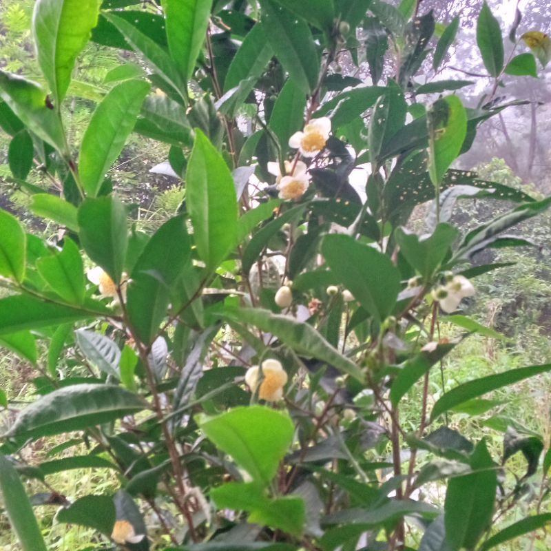 

daun teh segar daun teh melati segar 250gram