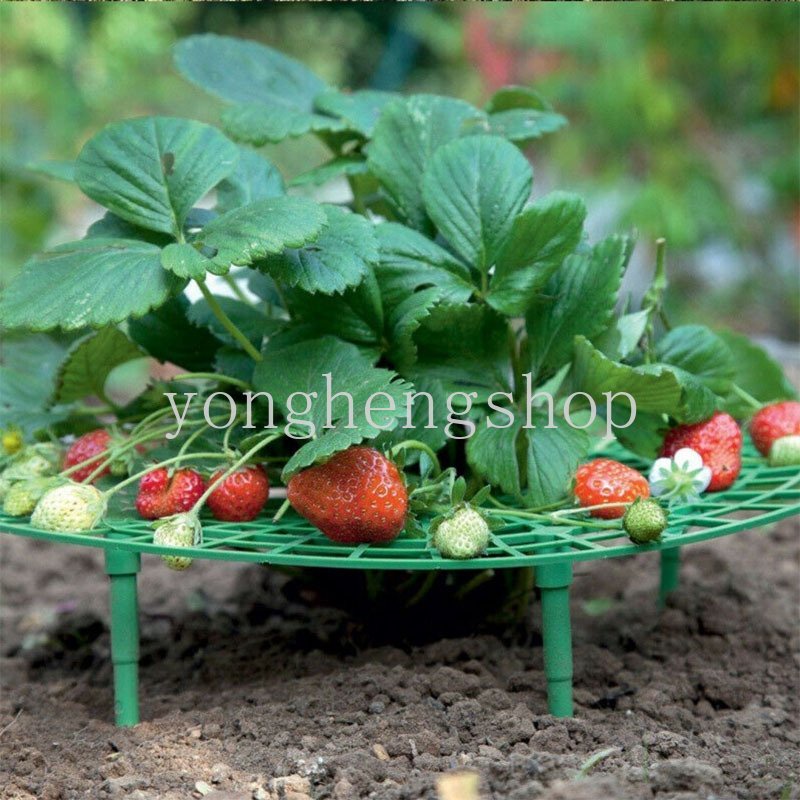 Strawberry Stand Frame Holder Balkon Rak Tanam Penyangga Buah Tanaman Bunga Rambat Rambat Pilar Berkebun Stand