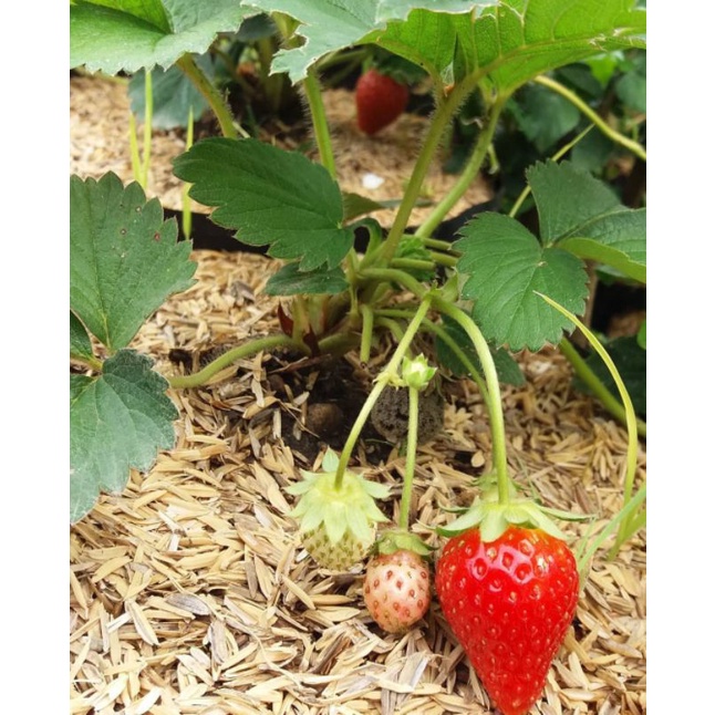 Bibit strawberry California//Strawberry California //Bibit strawberry