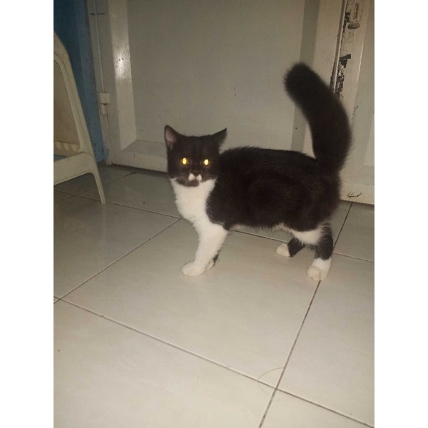Kucing Scottish straight Sort hair