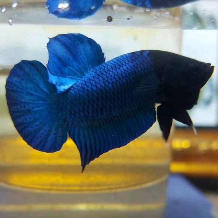 Cupang Aduan Fighter MDS Silangan Import Ipoh Malaysia Rawatan Berkualitas