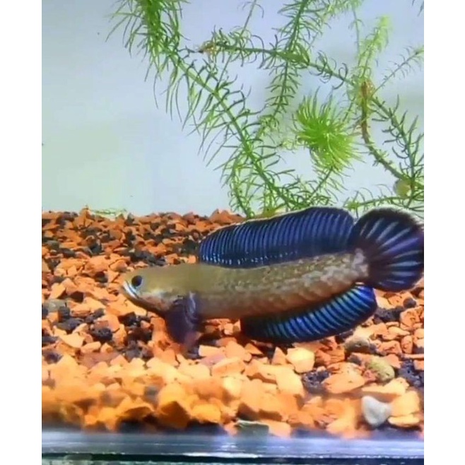 Baby Andrao size 3-4cm