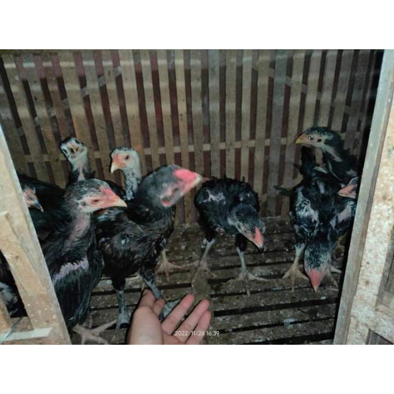 Vitamin kesehatan Ayam Bonus Anakan Ayam Trah Jawara Pakhoe Black Bull