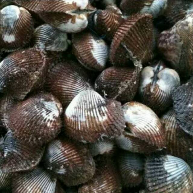 

Kerang Buluh 500gr