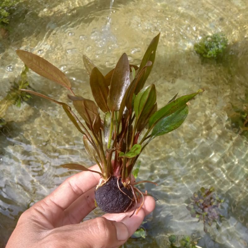 Echinodorus Ozelot Red Tanaman Aquascape Wabikusa
