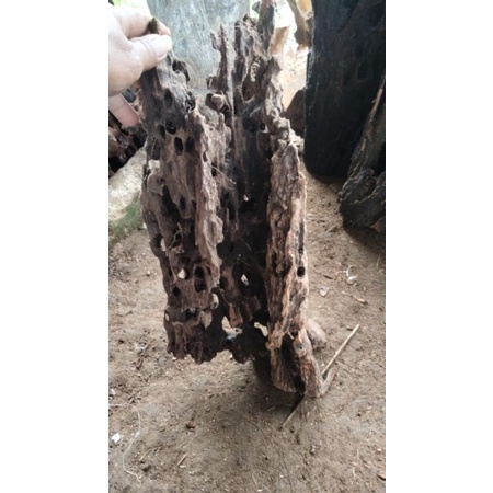 kayu rentek aquascape jumbo