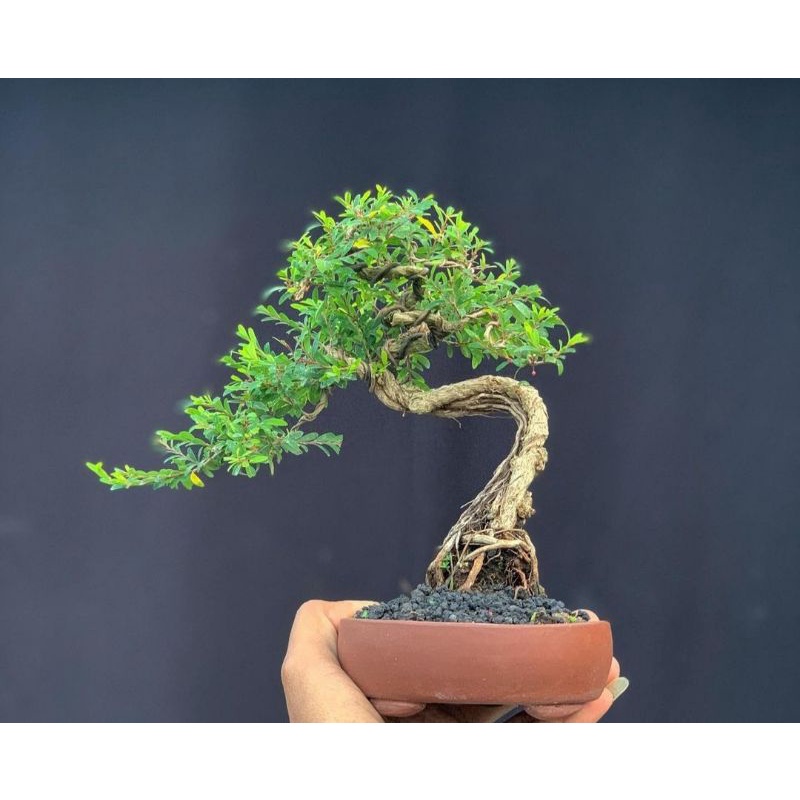 bonsai mini medium cindrawasih rare item - TitipBibit