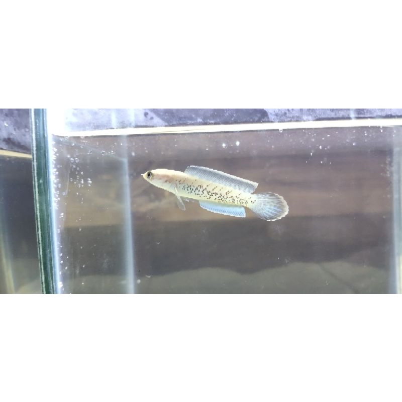 baby stewarti karbialong 6-7cm