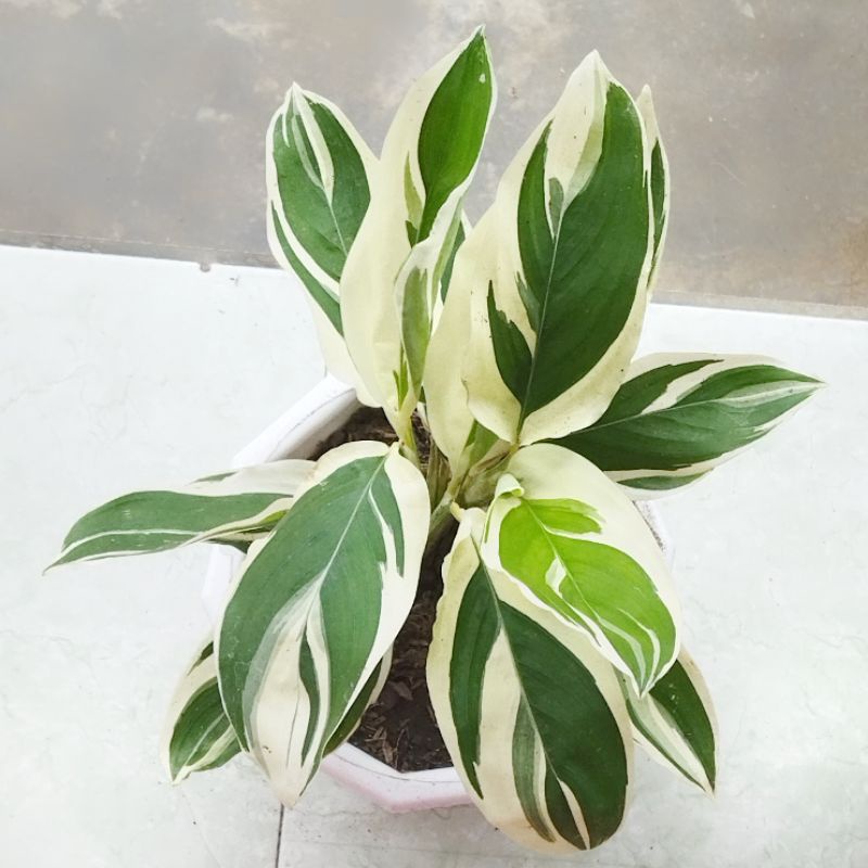 (Besar) tanaman hias Garut varigata / calathea