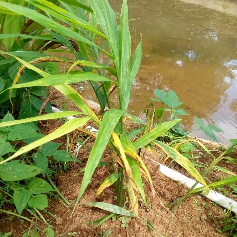 bibit jahe mprit siap tanam bibit jahe paket 3pohon tanaman jahe