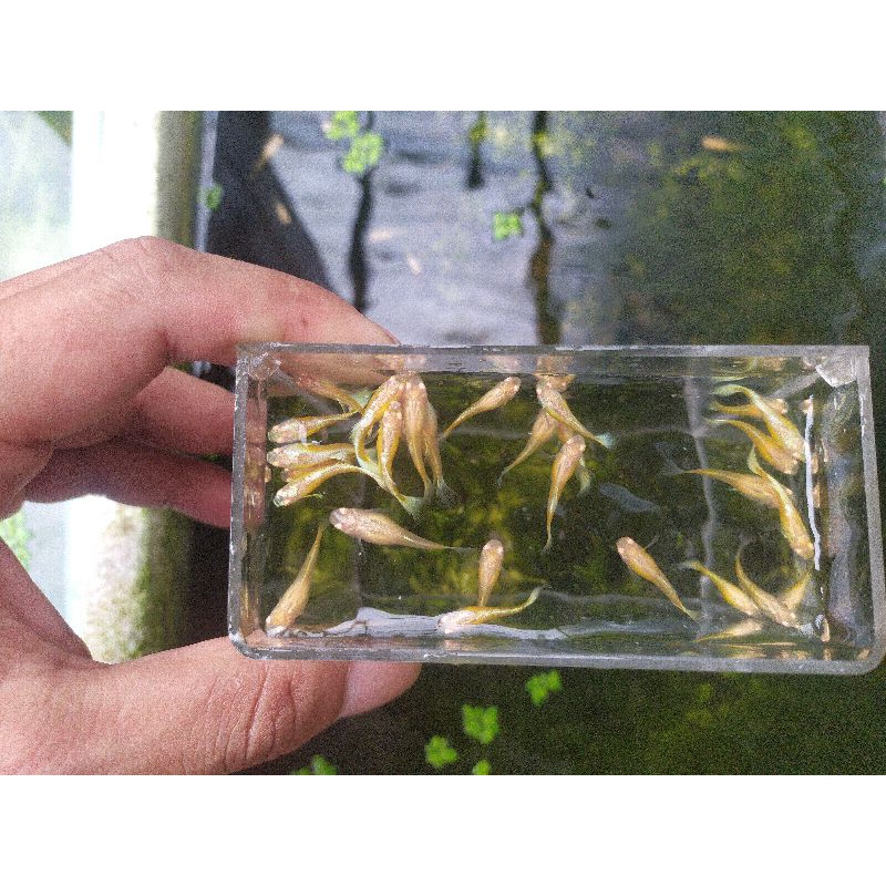 albino full platinum guppy