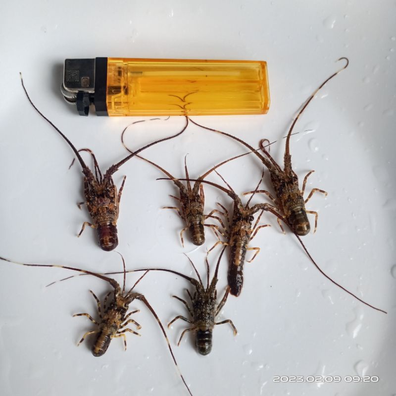 

Udang Lobster Air Laut Jenis "MUTIARA" (PANULIRUS ORNATUS)