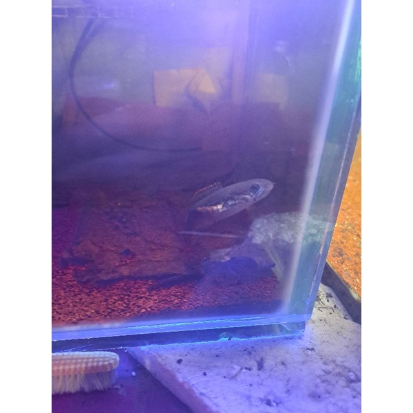 

blue pulchra unik 8-9 cm