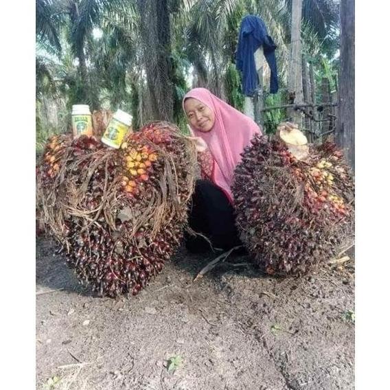 PUPUK SAWIT LEBAT BOSTER ORGANIK SAWIT PELEBAT BUAH YH6546U