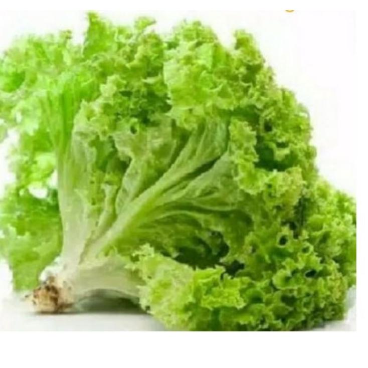 

8.8 Selada Hijau Hidroponik 250 gr