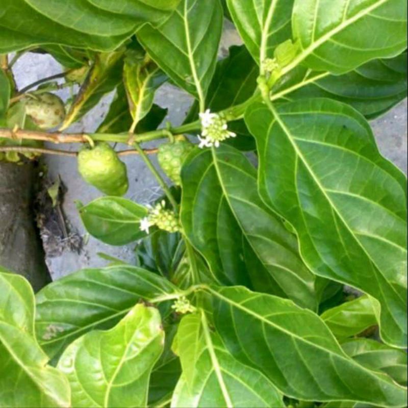 

Daun Mengkudu Segar - Daun Pace Segar - Dipetik saat ada orderan