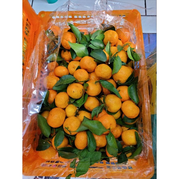 

jeruk Shatang daun sweet.