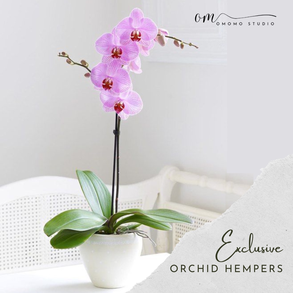Orchid Hampers / Paket Tanaman Hias Hidup Anggrek Bulan Dewata + Pot Terazzo / Bunga Anggrek + Teraz