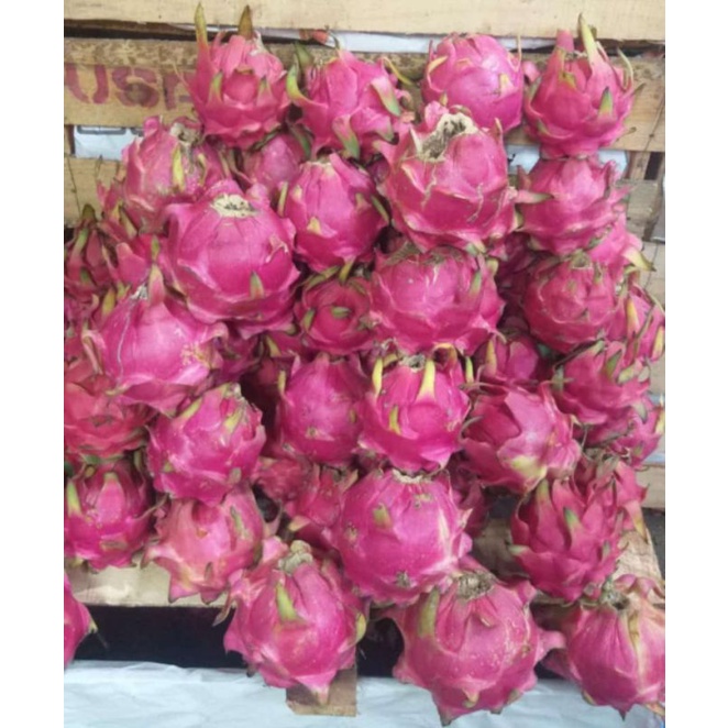 

Buah Naga 500gr