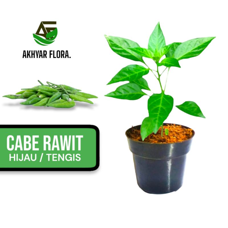 Tanaman Cabe Rawit Hijau Cabai Rawit Hijau Bukan Biji