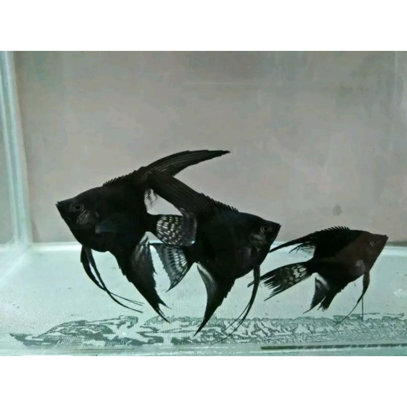manfish ikan black angel
