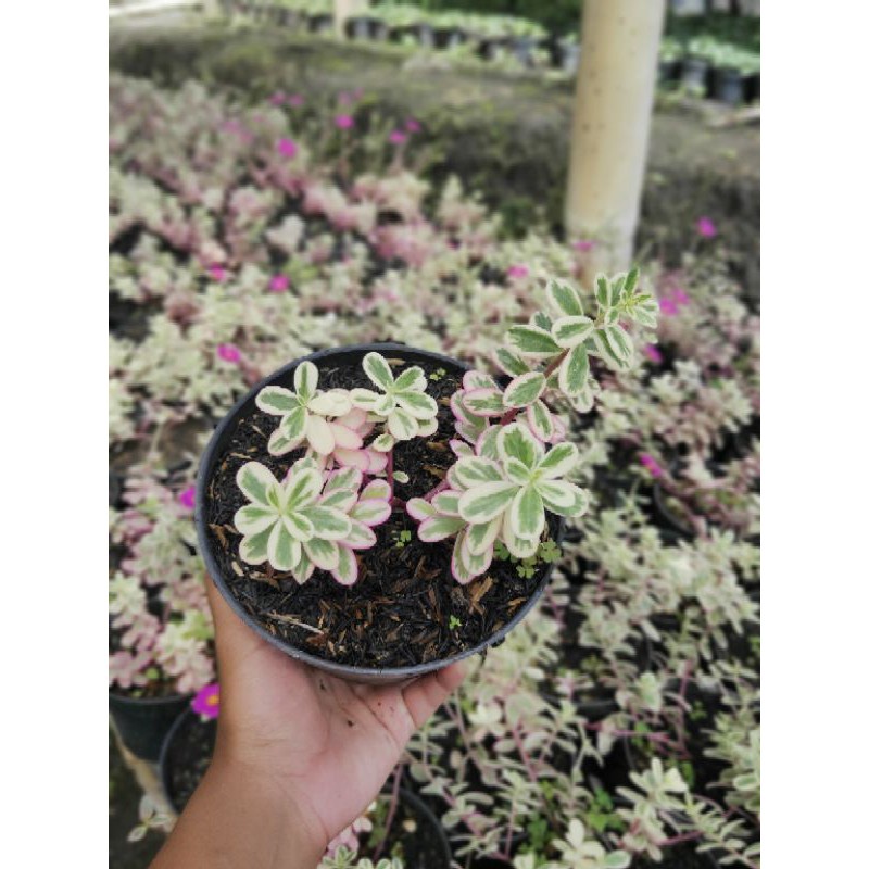 Tanaman Hias Krokot Portulaca Variegata / Krokot Variegata - TitipBibit