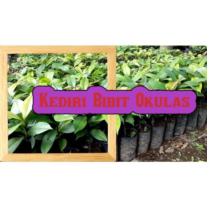 KWALITAS TERBAIK Bibit Tanaman Buah manggis Okulasi Stek Cangkok sukses