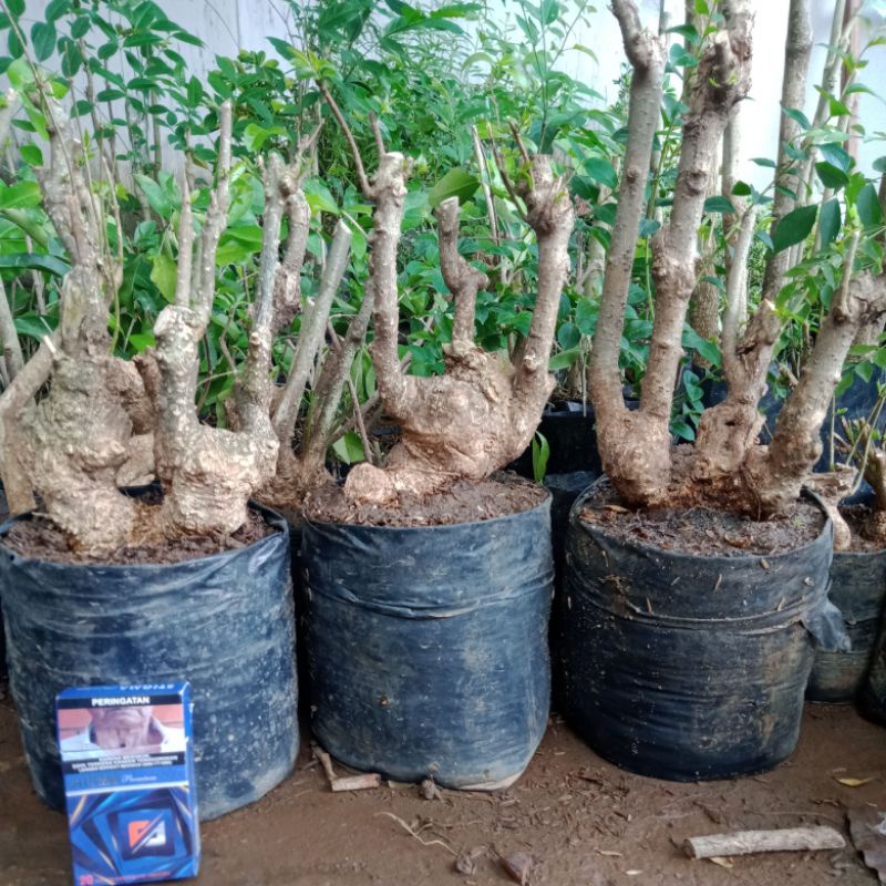 Bahan Bonsai Mentaos Kroposan Akar Besar Berkarakter Bahan Okulasi Anting Putri