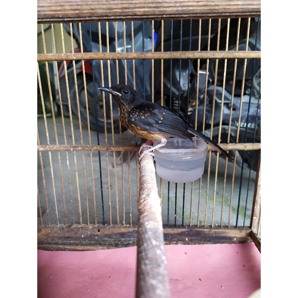 ANAKAN MURAI BATU NON GEMBUNG JANTAN RING NO 68