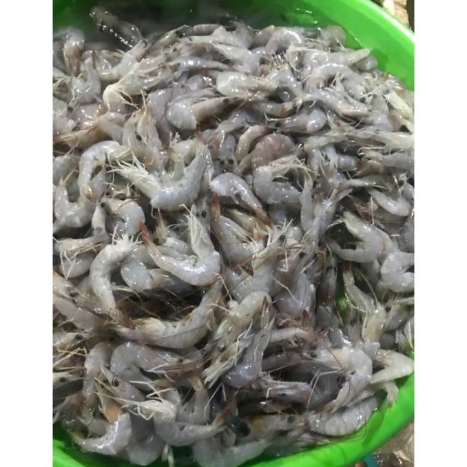 

Udang Peci Halus Segar 1Kg