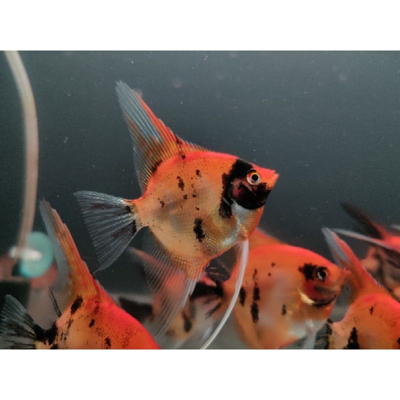 red devil