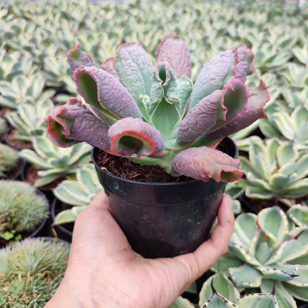 Echeveria Culibra | D 10 Cm | Sukulen